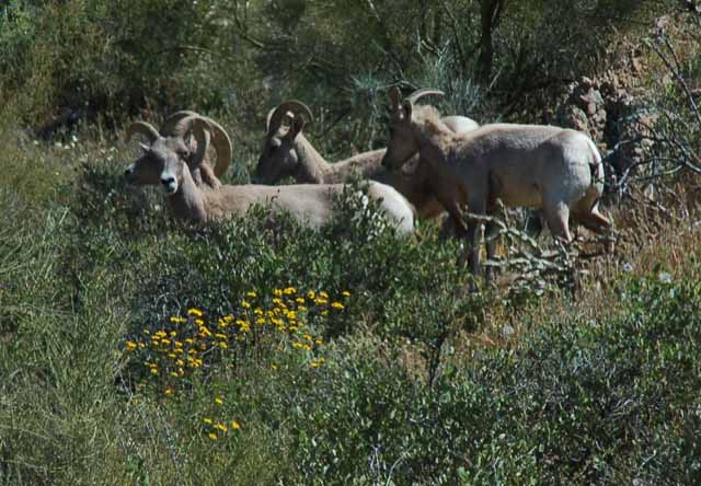 big horn sheep on the mountain side